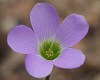 Oxalis drummondi - Drummond's Woodsorrel