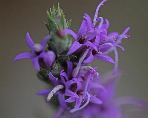Liatris mucrinata - Gayfeather Liatris mucrinata - Gayfeather