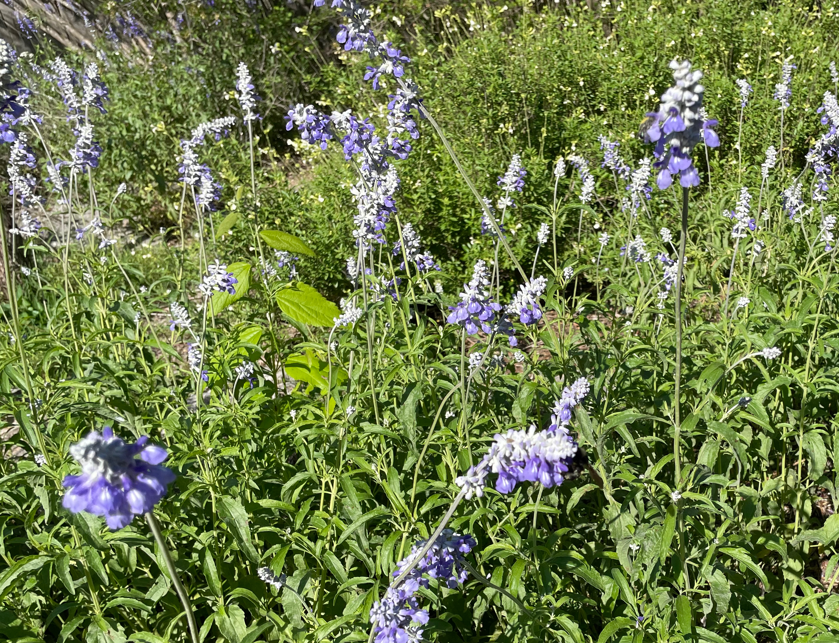 Salvia farinacea - Mealy Blue Sage