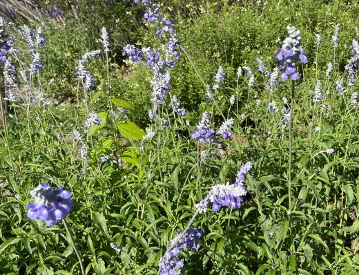 Salvia farinacea - Mealy Blue Sage