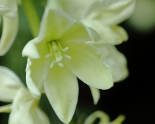 2022-05-29-006697-Yucca-rupicola