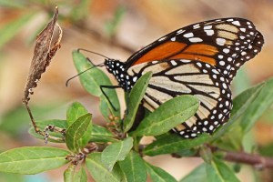 Danaus plexippus - Monarch