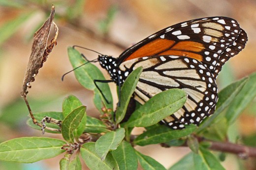 Danaus plexippus - Monarch