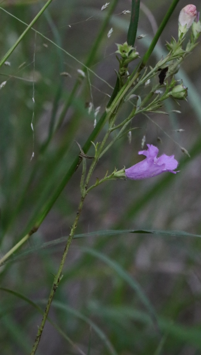 Agalinis heterophylla