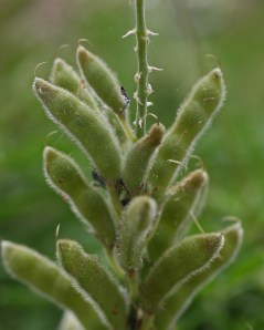 Lupinus texensis - Texas Bluebonnet