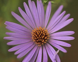 Fall Aster - Symphyotrichum oblongifolium