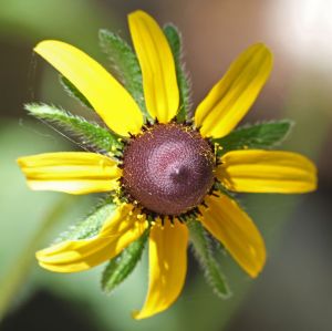 Rudbeckia hirta - Blackeyed Susan