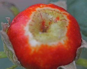 Malvavisus arboreus - Manzanilla