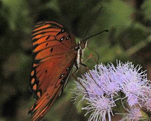 Gulf Fritillary on Gregg Mistflower