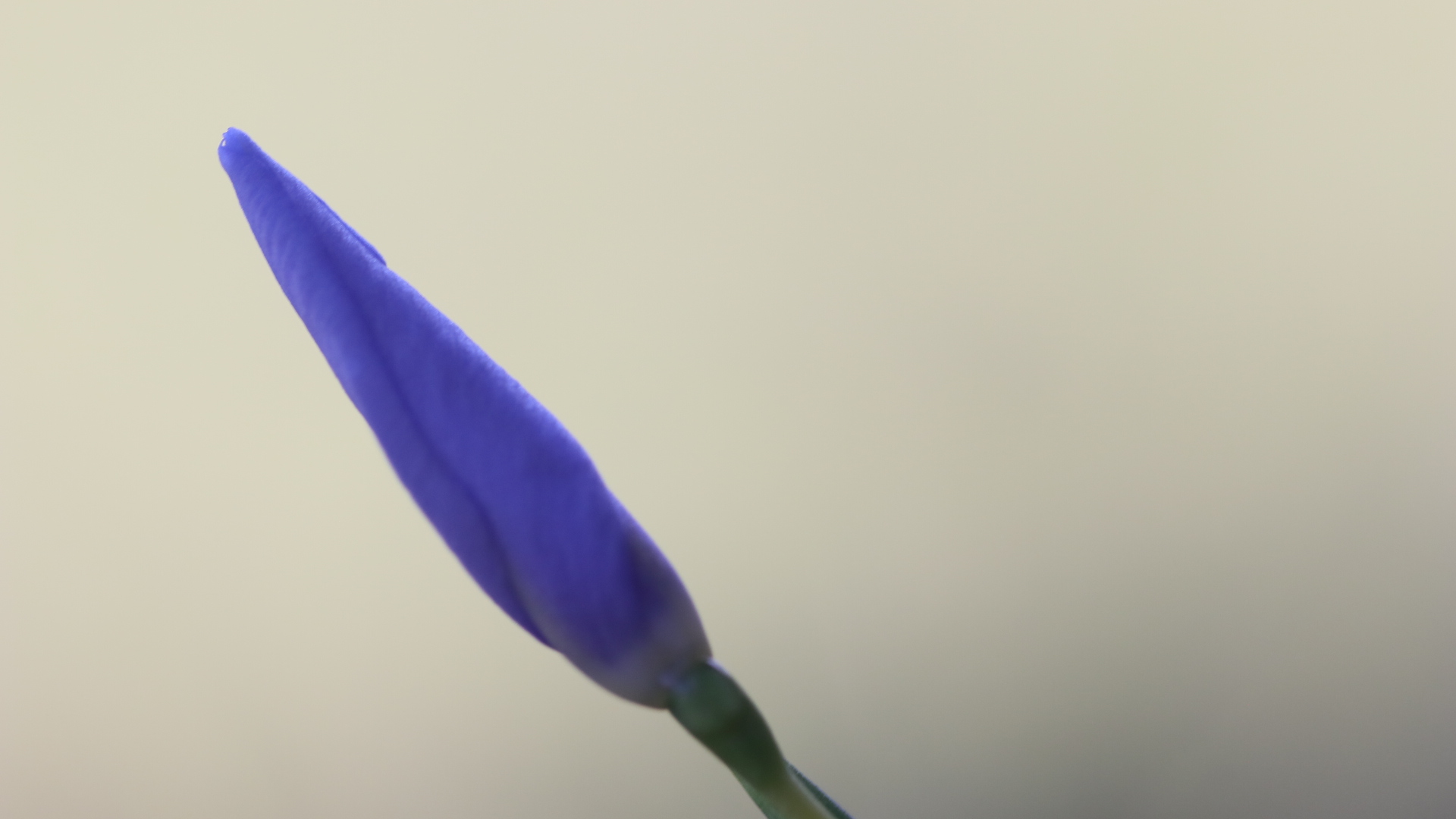 Inflorescence, still unfurled