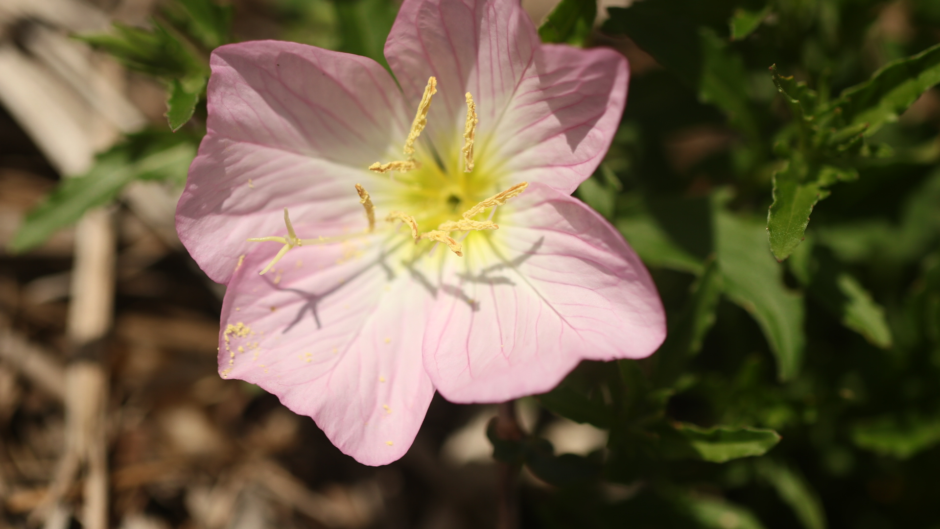 Oenothera speciosa - "Pink Ladies"