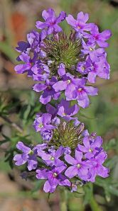 Glandularia bipinnatifida - Prairie Verbena