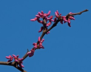 Cercis canadensis Cercis canadensis