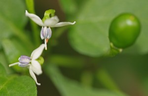  Capsicum annuum - Chile Pequin