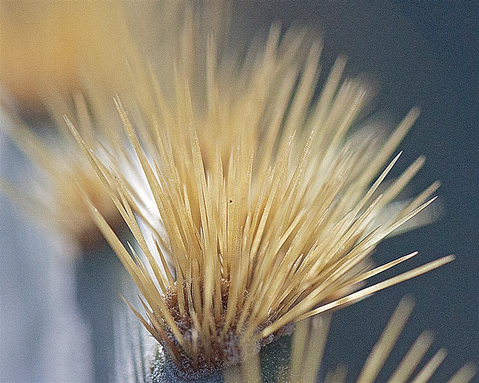 Opuntia engelmannii - Prickly Pear