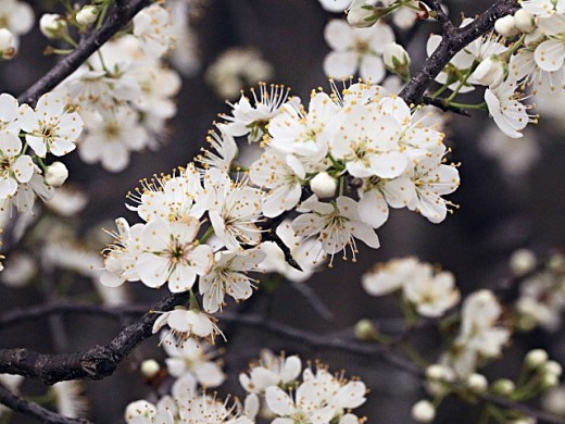 Prunus mexicana - Mexican Plum