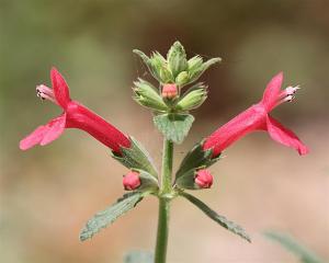 Stachys coccinea - Texas Betony Stachys coccinea - Texas Betony