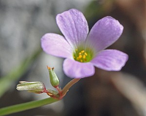 Oxalis drummondii - Drummond's Woodsorrel