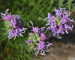 ASTE-Liatris mucronata - Gayfeather -detail