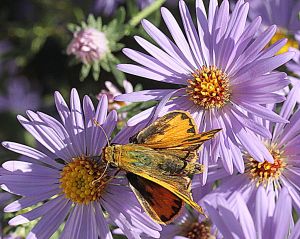 Hylephila phyleus (male) - Fiery Skipper on Fall Aster