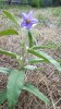 Silverleaf Nightshade