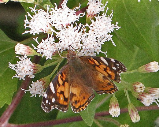 Vanessa cardui - Painted Lady