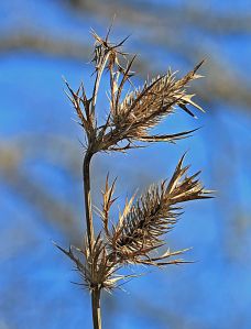 Eryngium leavenworthii  - Eryngo