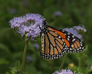 Danaus plexippus - Monarch on Gregg Mistflower