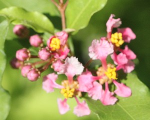 Malpighia glabra - Barbados Cherry