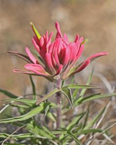Indian Paintbrush Indian Paintbrush