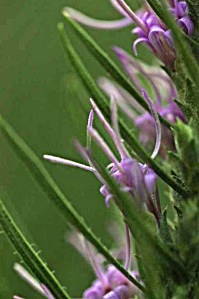 Liatris - Gayfeather Liatris - Gayfeather