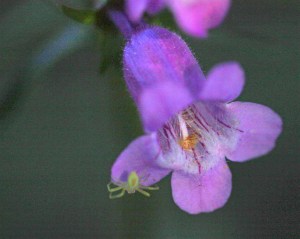 Penstemon tenuis - Brazos Penstemon