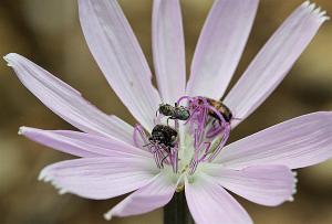 Lygodesmia texana - Skeleton-Plant Lygodesmia texana - Skeleton-Plant