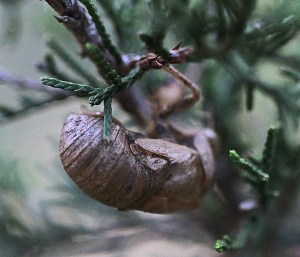 Cicada shell