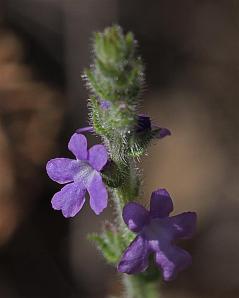 Verbena canescens - Gray Vervain Verbena canescens - Gray Vervain