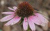 Echinacea purpurea - Purple Coneflowewr