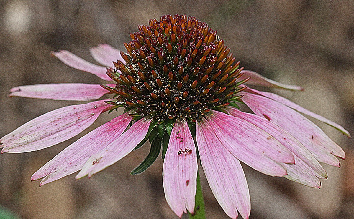 Echinacea purpurea - Purple Coneflowewr