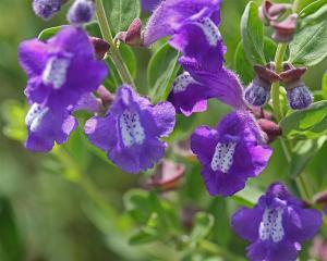 Scutellaria wrightii - Wrights Skullcap Scutellaria wrightii - Wrights Skullcap