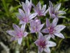 Allium drummondii - Wild Garlic