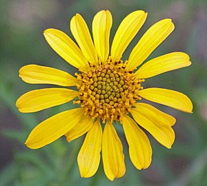 Skeleton Leaf Goldeneye