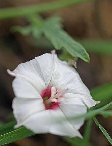 Convolvulus equitans - Texas Bindweed Convolvulus equitans - Texas Bindweed