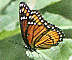 Viceroy Butterfly - Limenitis archippus Viceroy Butterfly - Limenitis archippus