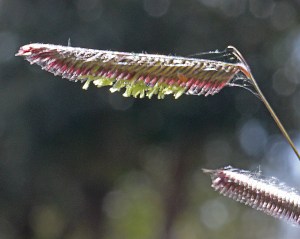 Bouteloua gracilis - blue grama