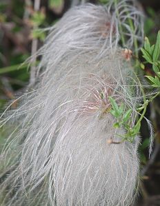 Clematis drummondi - Old Man's Beard