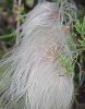 Clematis drummondi - Old Man's Beard