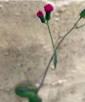 Found in many places in the Gainesville area. An exotic or introduced plant