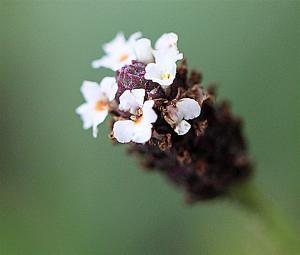 Phyla nodiflora - Texas Frogfruit Phyla nodiflora - Texas Frogfruit