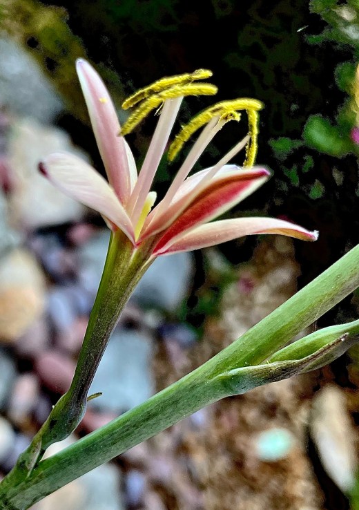Manfreda virginica - Texas False Aloe