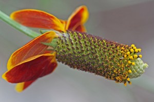 Ratibida columnifera- Mexican Hat 