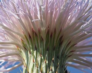 Cirsium undulatum - Plumed Thistle Cirsium undulatum - Plumed Thistle